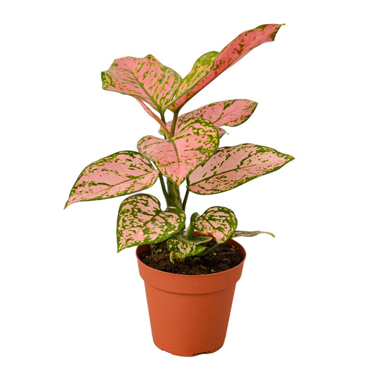 Chinese Evergreen 'Lady Valentine' House Plant Dropship