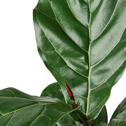 Ficus Lyrata 'Fiddle Leaf Fig' House Plant Dropship