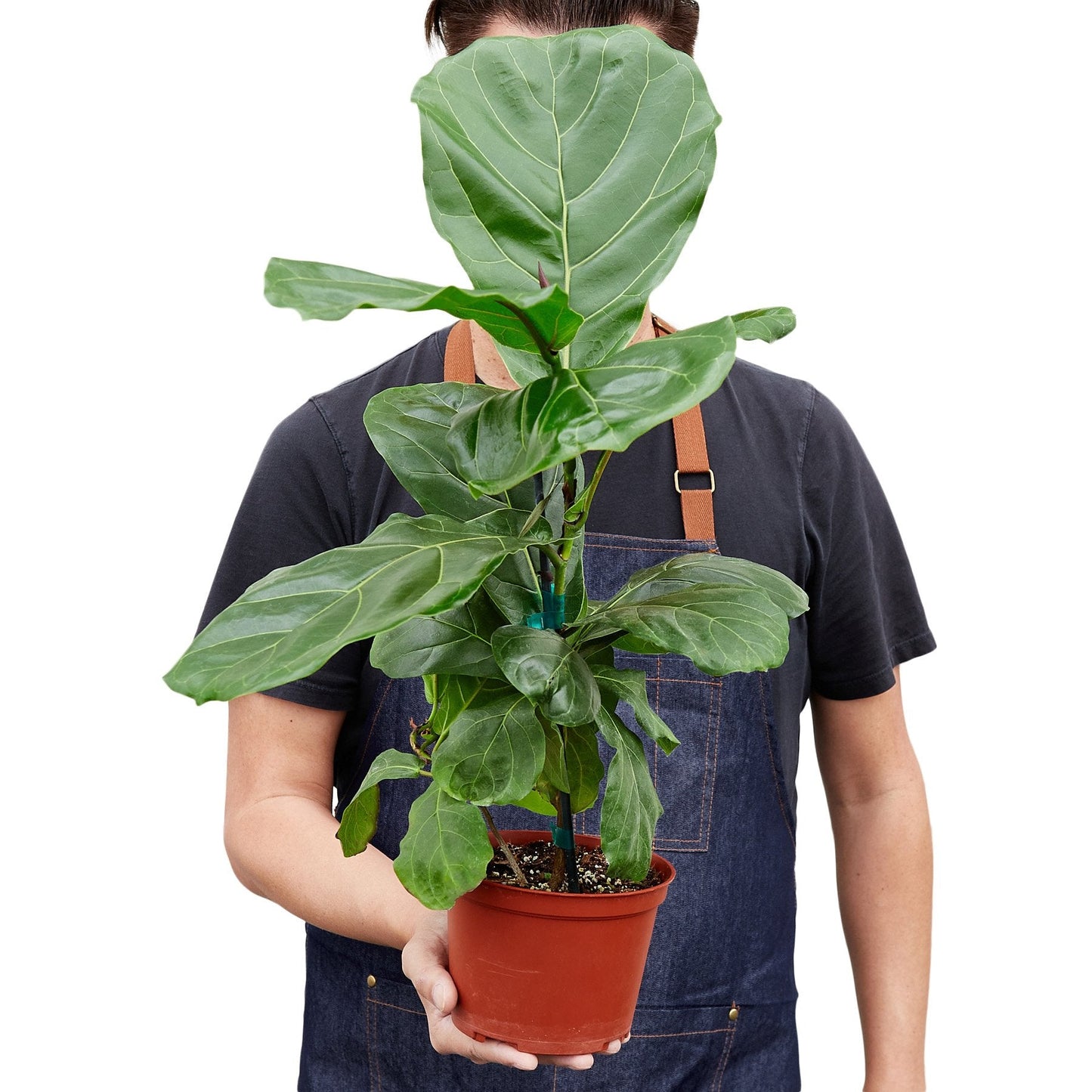 Ficus Lyrata 'Fiddle Leaf Fig' House Plant Dropship