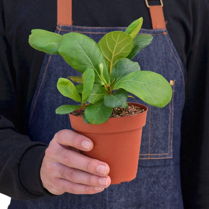 Ficus Lyrata 'Fiddle Leaf Fig' House Plant Dropship