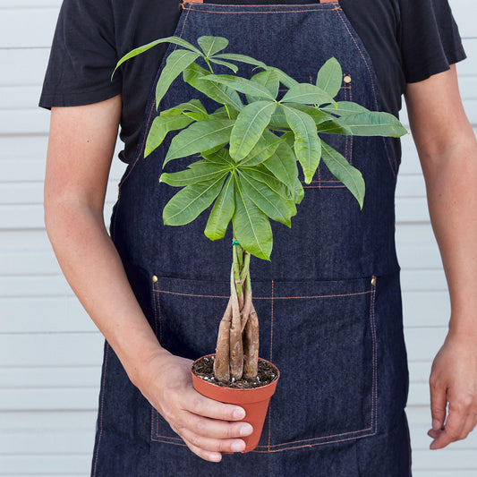 Money Tree 'Guiana Chestnut' Pachira Braid in small pot held by person wearing apron.