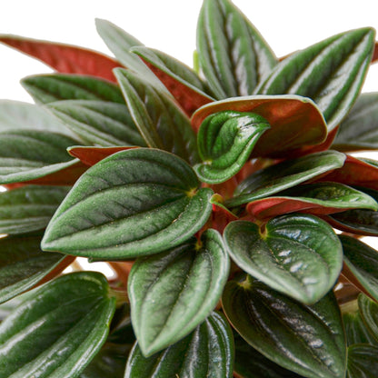 Peperomia Rosso plant with glossy green leaves and red undersides.