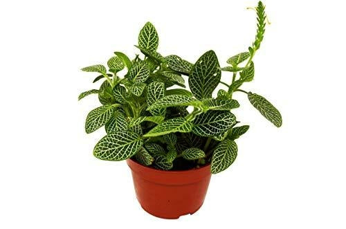 Fittonia 'White Nerve Plant' House Plant Dropship