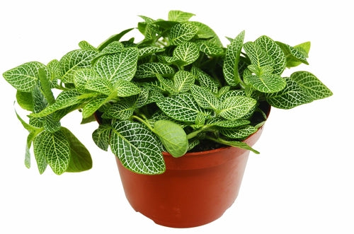 Fittonia 'White Nerve Plant' House Plant Dropship