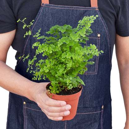 Person holding a Maidenhair Fern in a small pot.