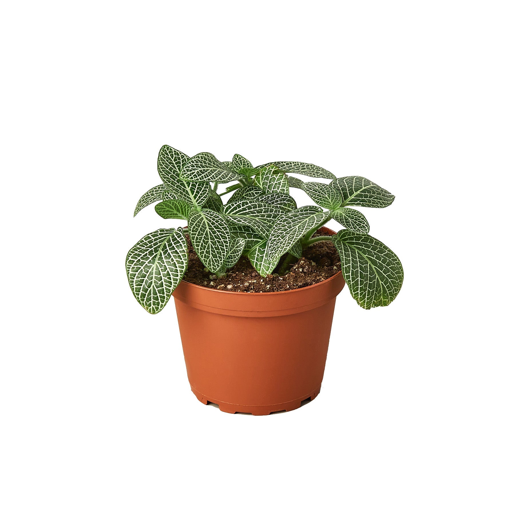 Fittonia 'White Nerve Plant' House Plant Dropship