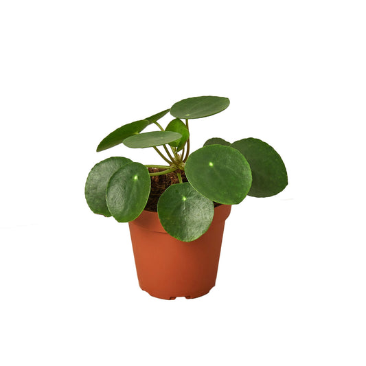 Pilea Peperomioides 'Chinese Money' plant with lily pad-like leaves in a terracotta pot.