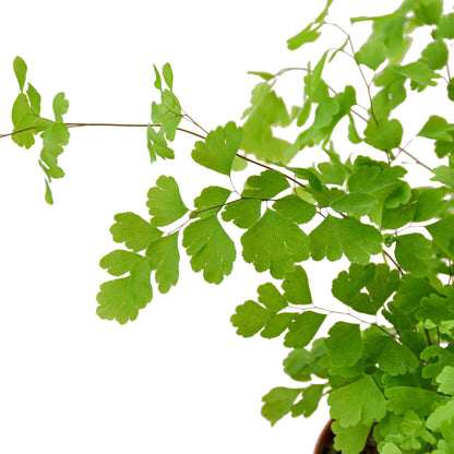 Maidenhair Fern plant with delicate green leaves.