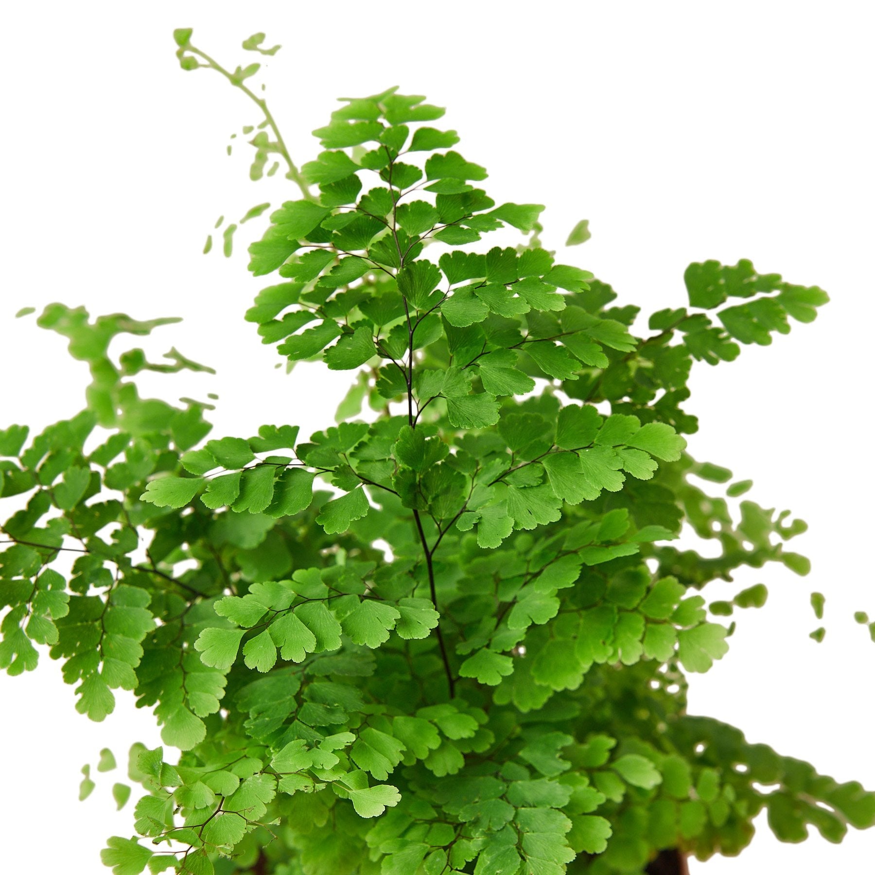 Maidenhair Fern (Adiantium capillus-veneris) with delicate green leaves, popular indoor plant.