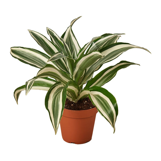 Dracaena 'Warneckii White Jewel' plant with variegated leaves in a pot.