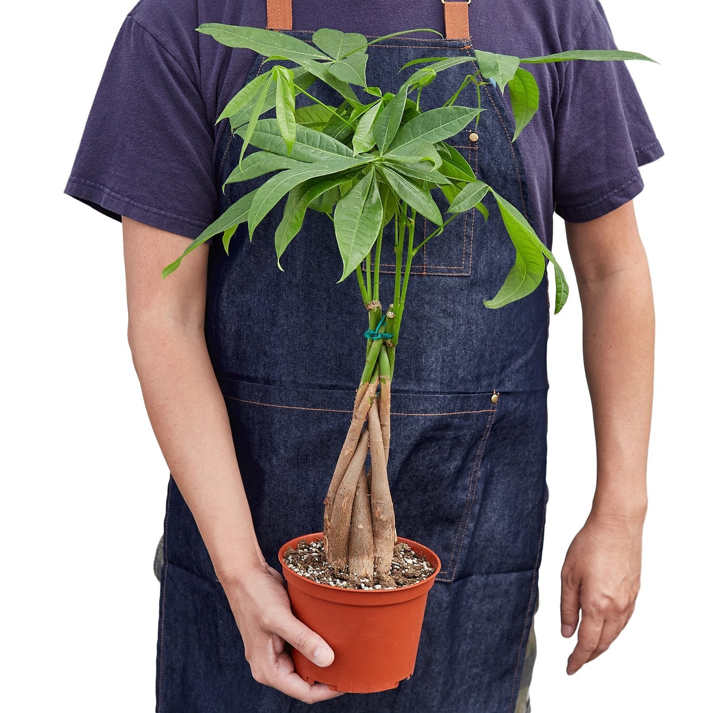 Money Tree 'Guiana Chestnut' Pachira Braid in a pot held by a person.