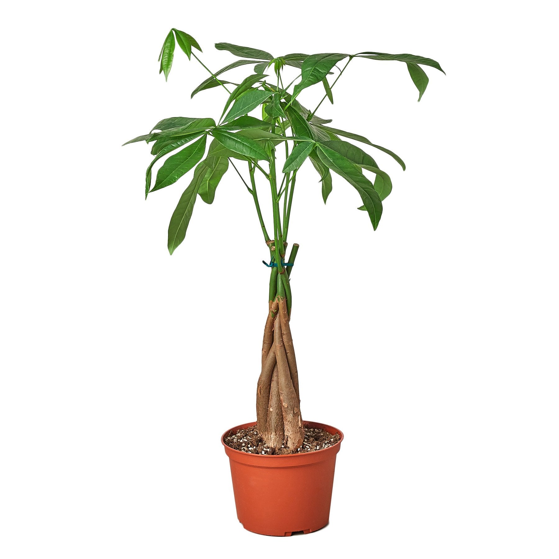 Money Tree 'Guiana Chestnut' Pachira Braid in a pot