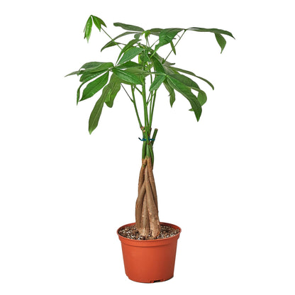 Money Tree 'Guiana Chestnut' Pachira Braid in a pot