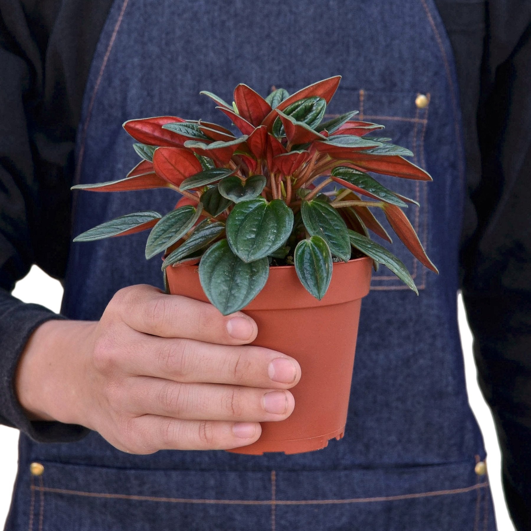 Person holding a Peperomia Rosso with red undersides and glossy green leaves.