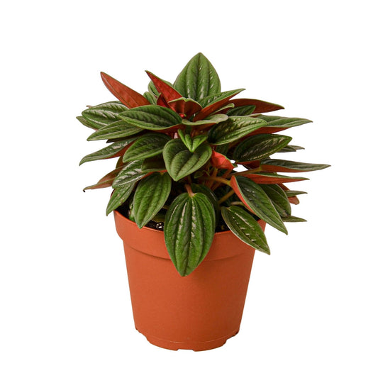 Peperomia Rosso plant with red undersides and glossy green leaves in a brown pot.