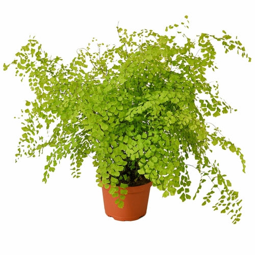 Maidenhair Fern plant in a pot with delicate green leaves.