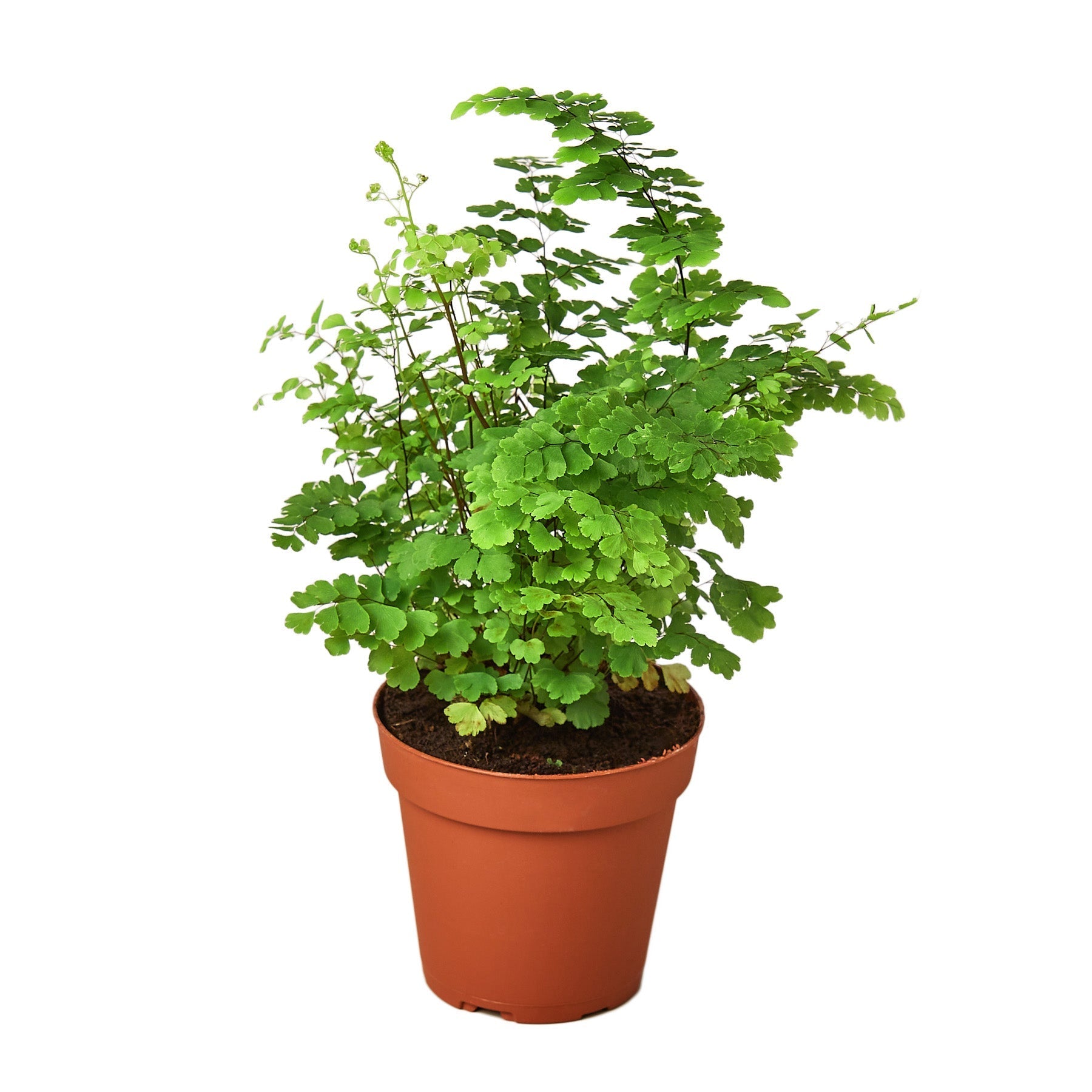 Maidenhair Fern in a brown pot with delicate green leaves.